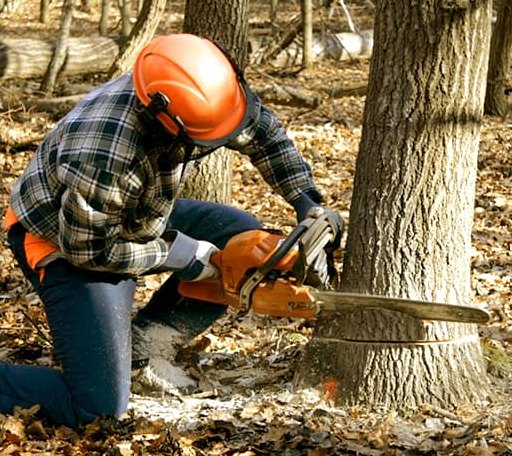 Tree Removal in Hawthorn, PA
